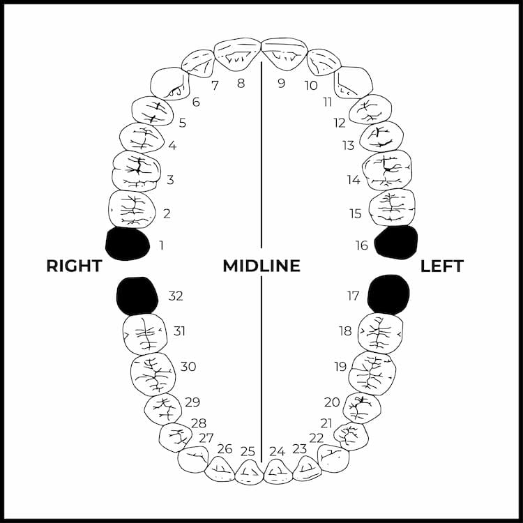 teeth numbers in universal numbering system
