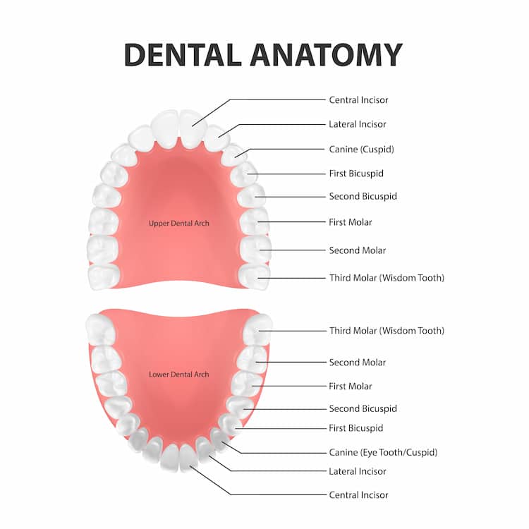 a dental anatomy with tooth names and types