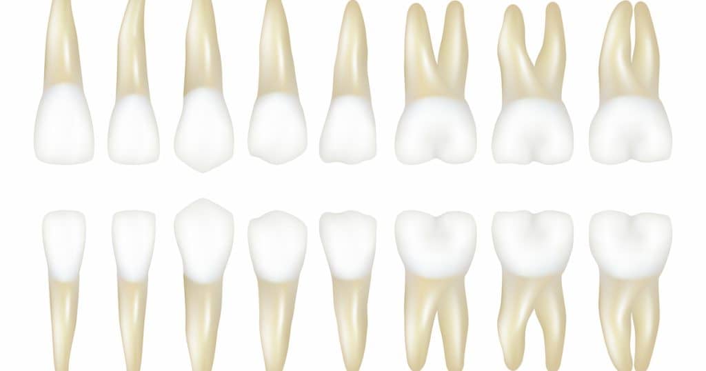 Two rows of teeth to show tooth numbers and types.
